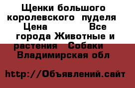 Щенки большого (королевского) пуделя › Цена ­ 25 000 - Все города Животные и растения » Собаки   . Владимирская обл.